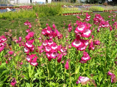 Penstemon x george home